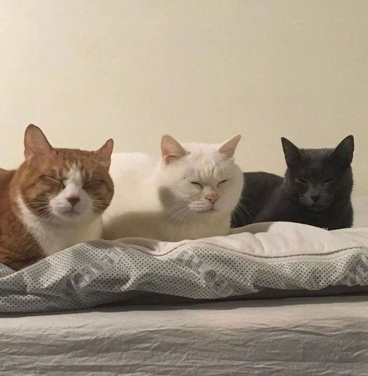 3 Cats standing as a representation of this method 